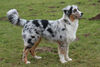 Australian Shepherd Hund