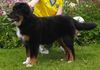 Australian Shepherd Foto: Moon Rise Meet Joe Black (ID 32438) Australian Shepherd Hund