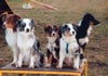 Australian Shepherd Foto: Großvater, Großmutter, 2 Enkerl und Mutter (ID 557) Australian Shepherd Hund