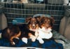 Australian Shepherd Foto: Some Kind of Magic's Adinda und Crystalgene's Got Milk (ID 558) Australian Shepherd Hund