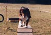 Australian Shepherd Foto: Crystalgene's Got Milk am Steg (ID 559) Australian Shepherd Hund