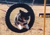 Australian Shepherd Foto: Western Recall's Amy Rica durch den Reifen (ID 560) Australian Shepherd Hund