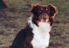 Australian Shepherd Foto: Crystalgene's Got Milk (ID 561) Australian Shepherd Hund