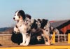 Australian Shepherd Foto: Absolutly Magic Altavista (ID 562) Australian Shepherd Hund
