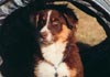 Australian Shepherd Foto: Absolutly Magic Avalon (ID 563) Australian Shepherd Hund