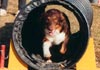 Australian Shepherd Foto: Crystalgene's Got Milk im Tunnel (ID 564) Australian Shepherd Hund