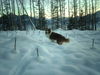 Australian Shepherd Foto: sunni im schnee!!! (ID 41005) Australian Shepherd Hund