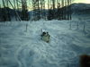 Australian Shepherd Foto: balou im schnee! (ID 41006) Australian Shepherd Hund