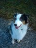 Australian Shepherd Foto: balou unser prachtkerl! (ID 41004) Australian Shepherd Hund