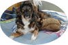 Australian Shepherd Foto: Samy und Kater Alf (ID 37314) Australian Shepherd Hund