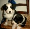 Australian Shepherd Foto: Guardian Angel Babies, 6 Wochen (ID 14157) Australian Shepherd Hund