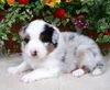 Australian Shepherd Foto: Nayeli Baby (ID 44414) Australian Shepherd Hund