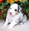 Australian Shepherd Foto: Nayeli Baby (ID 44415) Australian Shepherd Hund