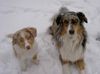 Australian Shepherd Foto: Ajano & Vaykira (ID 19471) Australian Shepherd Hund