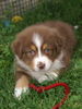 Australian Shepherd Foto: Emy from Black Boy Country (ID 43408) Australian Shepherd Hund