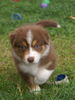 Australian Shepherd Foto: Enya from Black Boy Country (ID 43407) Australian Shepherd Hund