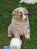 Australian Shepherd Foto: Era-Joy from Black Boy Country (ID 43404) Australian Shepherd Hund