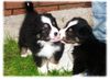 Australian Shepherd Foto: Nayeli Baby! www.nayeli-aussies.de.vu (ID 35722) Australian Shepherd Hund