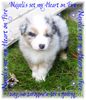 Australian Shepherd Foto: Nayeli Baby! www.nayeli-aussies.de.vu (ID 35719) Australian Shepherd Hund