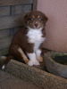 Australian Shepherd Foto: Eilynn from Black Boy Country (ID 43409) Australian Shepherd Hund