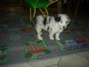 Australian Shepherd Foto: Puschkin 6 Wochen (ID 19887) Australian Shepherd Hund