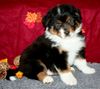 Australian Shepherd Hund