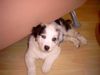 Australian Shepherd Foto: Puschkin 8 Wochen (ID 19888) Australian Shepherd Hund