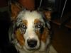 Australian Shepherd Foto: Ich bin Figaro und auch mit Stehohren lieb (ID 22760) Australian Shepherd Hund