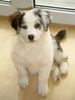 Australian Shepherd Foto: Hallo! (ID 19891) Australian Shepherd Hund