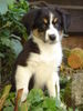 Australian Shepherd Foto: meine Kleine :) (ID 26439) Australian Shepherd Hund