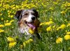 Australian Shepherd Foto: Ajano from Black Boy Country (ID 15624) Australian Shepherd Hund