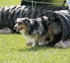 Australian Shepherd Foto: Ajano liebt Agility (ID 22995) Australian Shepherd Hund