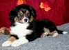 Australian Shepherd Hund