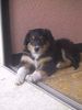 Australian Shepherd Foto: Allegro from Black Boy Country (ID 43470) Australian Shepherd Hund