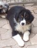 Australian Shepherd Foto: Darling\'s Loving Amy - Amy (ID 38414) Australian Shepherd Hund