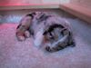 Australian Shepherd Foto: Apachi from Black Boy Country (ID 43469) Australian Shepherd Hund