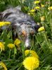 Australian Shepherd Foto: Ajano im April 05 (ID 20830) Australian Shepherd Hund