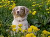 Australian Shepherd Foto: Vaykira im April 05 (ID 20831) Australian Shepherd Hund