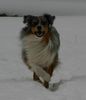 Australian Shepherd Foto: Aramis from Black Boy Country (ID 20842) Australian Shepherd Hund