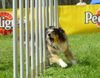 Australian Shepherd Foto: Aramis from Black Boy Country (ID 20843) Australian Shepherd Hund