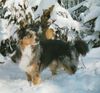 Australian Shepherd Foto: Arthos from Black Boy Country (ID 15909) Australian Shepherd Hund