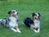 Australian Shepherd Foto: Die Brüder Arthos & Ajano (ID 20123) Australian Shepherd Hund
