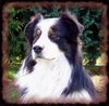 Australian Shepherd Foto: Artus (ID 15987) Australian Shepherd Hund