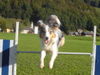 Australian Shepherd Foto: Shayenne du Coral Twivro (ID 35825) Australian Shepherd Hund