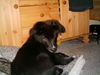 Australian Shepherd Foto: Cira mit 11 wochen (ID 35120) Australian Shepherd Hund