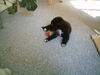 Australian Shepherd Foto: Cira mit 8wochen (ID 35122) Australian Shepherd Hund