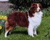 Australian Shepherd Foto: schöne Farbe! Findet ihr nicht? (ID 16215) Australian Shepherd Hund