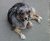 Australian Shepherd Foto: Dschinny alias Jackie von Peppy's Tino Ranch (ID 5410) Australian Shepherd Hund