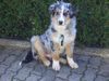 Australian Shepherd Foto: ...bin ich nicht gewachsen??? (ID 20825) Australian Shepherd Hund