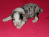 Australian Shepherd Foto: Unser Balu mit 14Tagen! (ID 36244) Australian Shepherd Hund